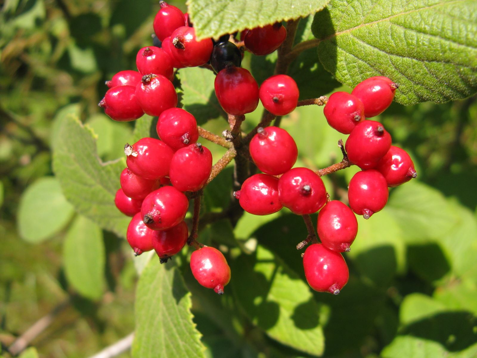 Viburnum lantana / Viburno lantana